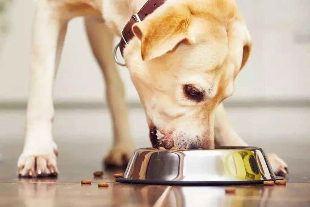best non artificial dog food