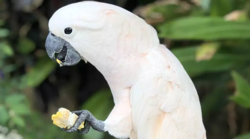 Best Parrot Foods