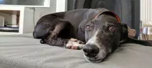 Big Dog Bed Company