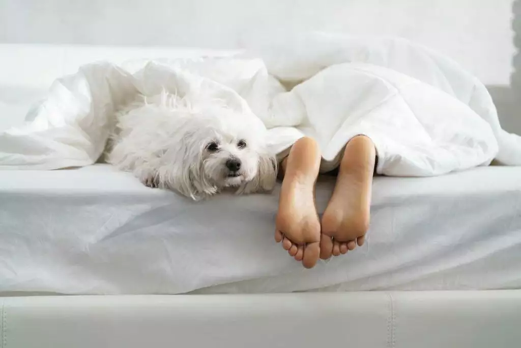 why do dogs sit on feet?