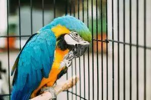 How to Clean a Bird Cage