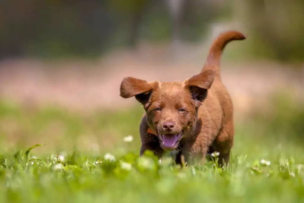 do puppies get hay fever