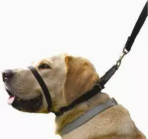 Canny-Collar-Size-3