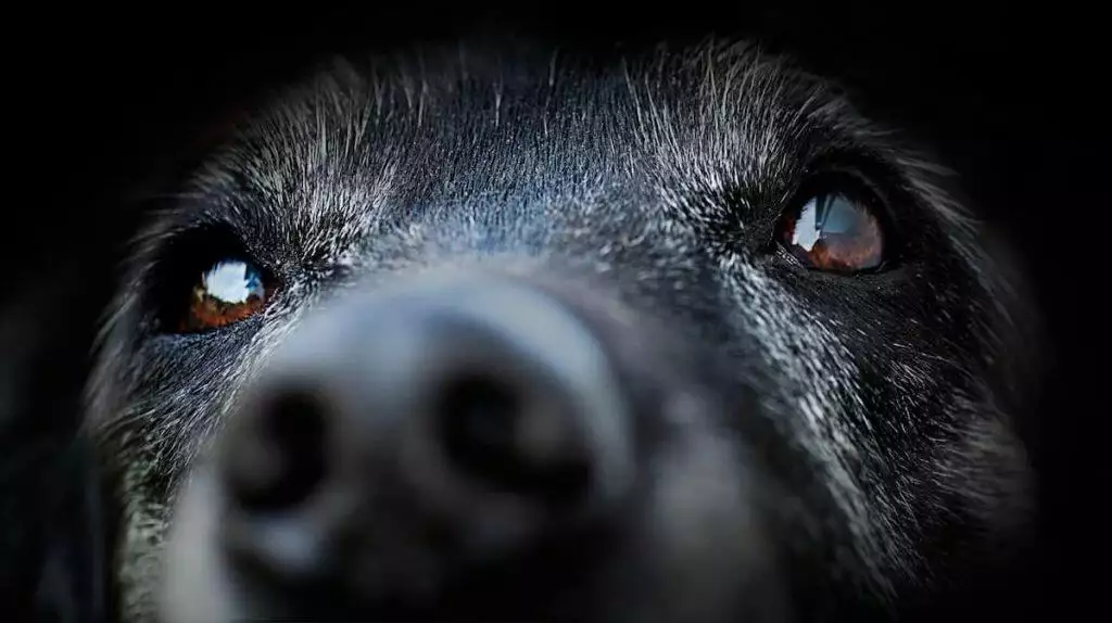 Caring for Elderly Pets