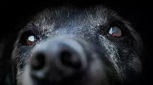 Caring for Elderly Pets