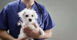 Caring For Pets With Liver Disease