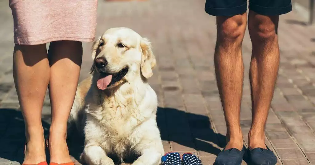 Dog in heat