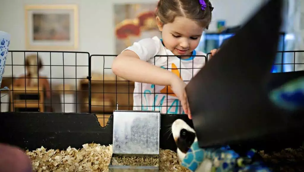 DIY guinea pig cage