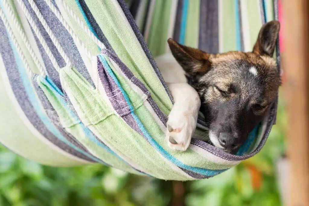 is my dog dreaming?