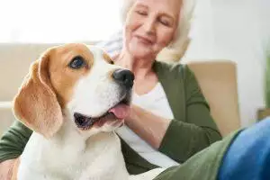 dog age calculator