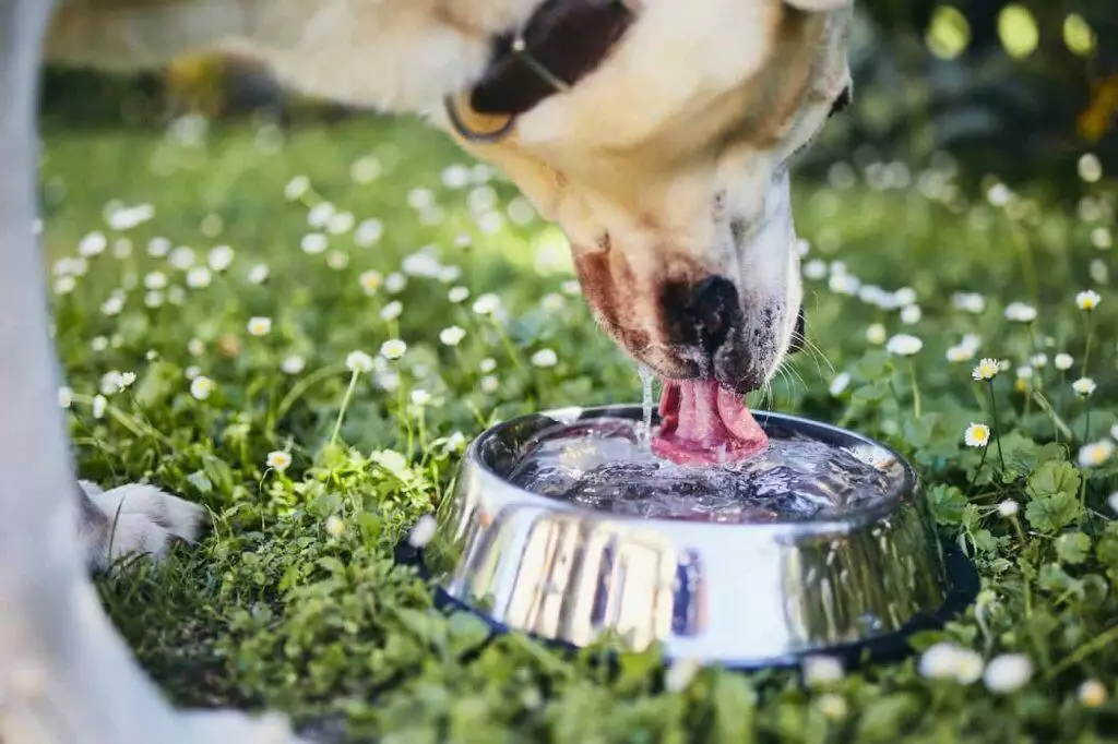 Why is my dog drinking so much?