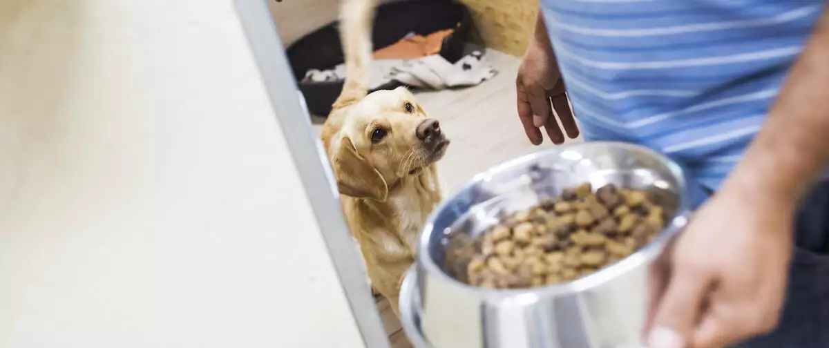 Dog Care Guide Food