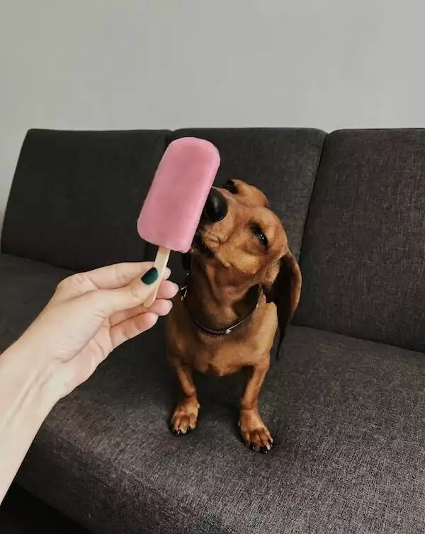 homemade dog treats