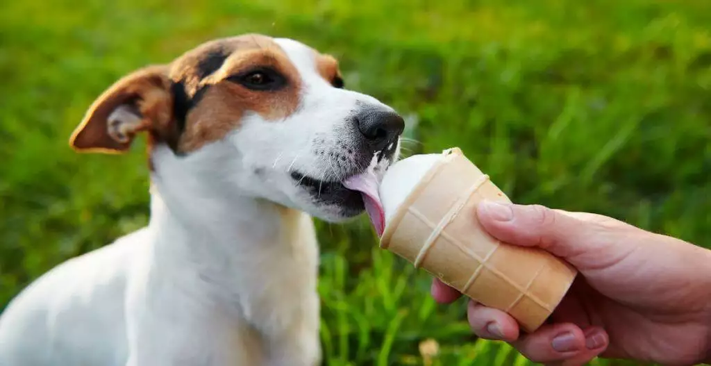 Tackling Dog Obesity