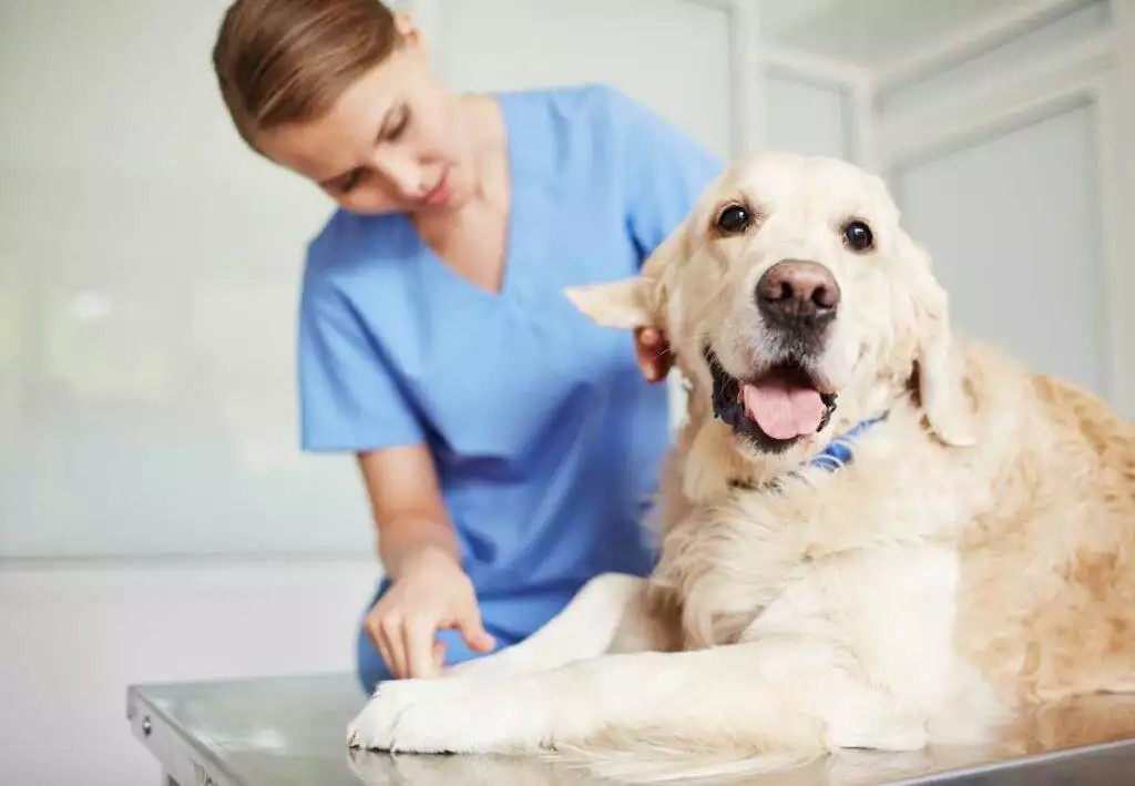 vet examines pregnant labrador