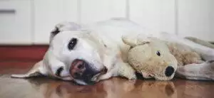 Dogs With Arthritis