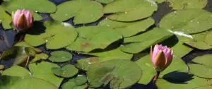 21 of the Best Garden Pond Ideas for Inspiration