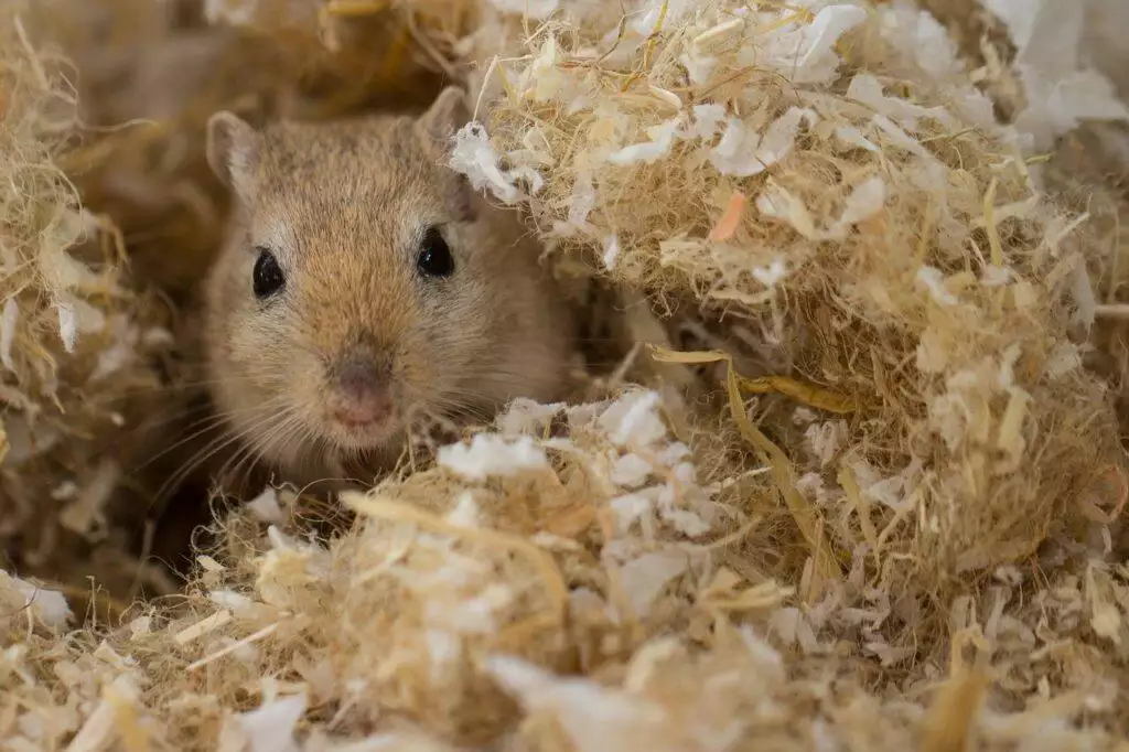 Gerbil Facts