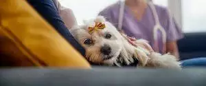 Guide To Worms In Dogs What To Do