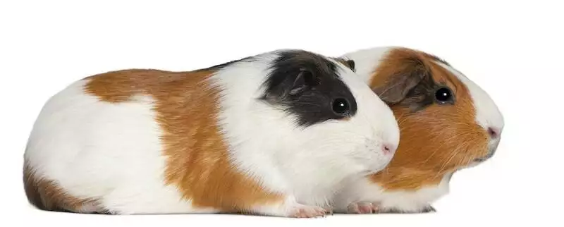guinea pig housing