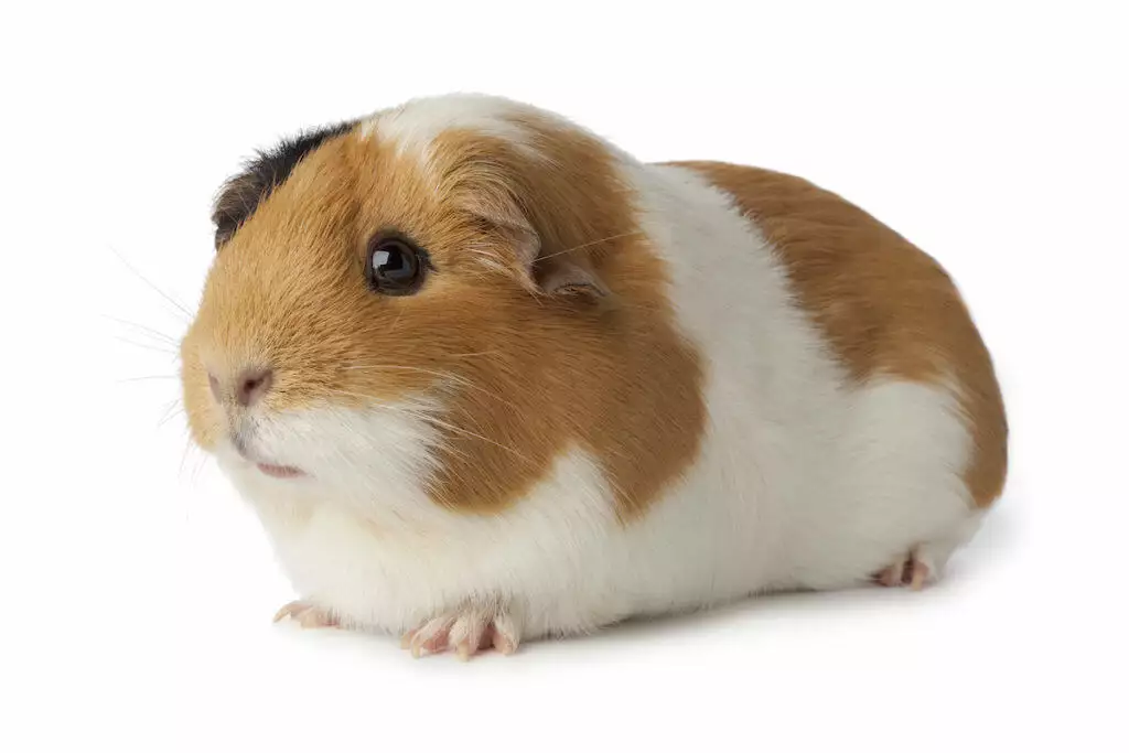 guinea pig care sheet