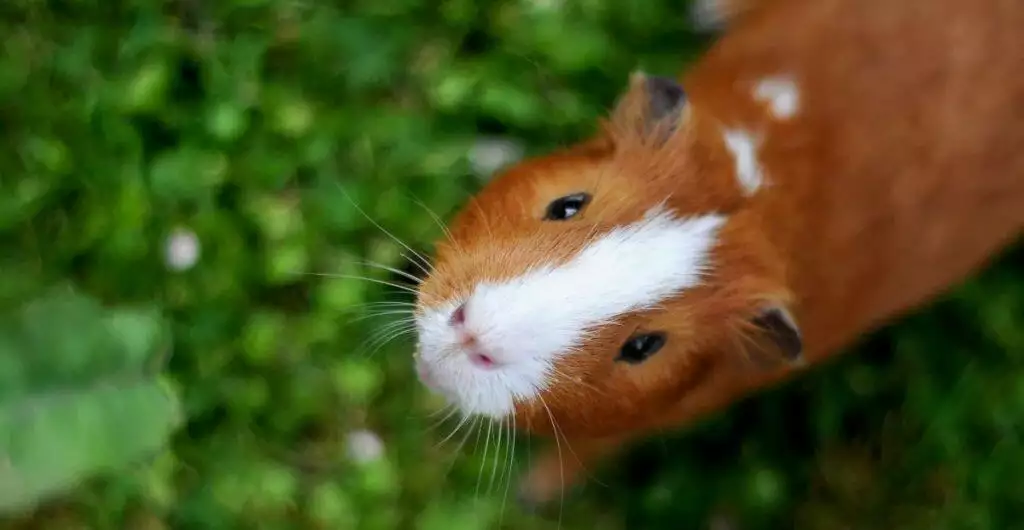 How to make Homemade Guinea Pig Toys