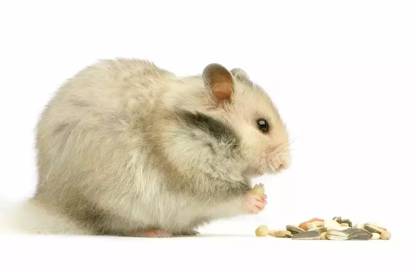 hamster housing