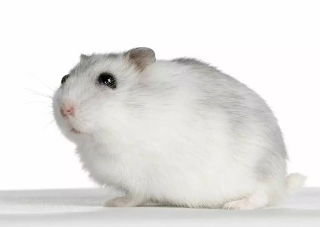 hamster care sheet