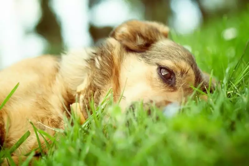 dogs and hay fever