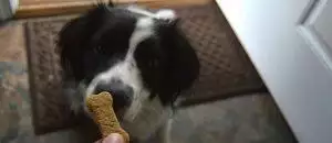 Homemade Peanut Butter Bacon Dog Biscuit