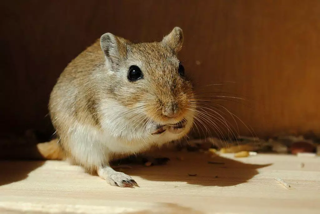 How many gerbils to keep