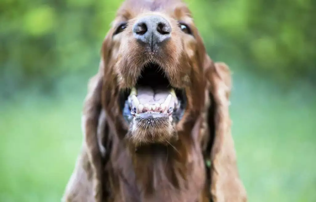dog teeth guide