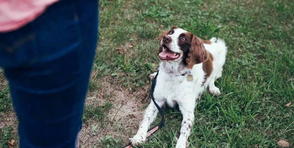 How to find a dog trainer