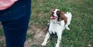 How to find a dog trainer