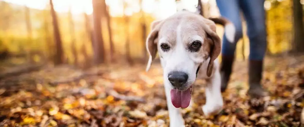 How To Find A Missing Pet
