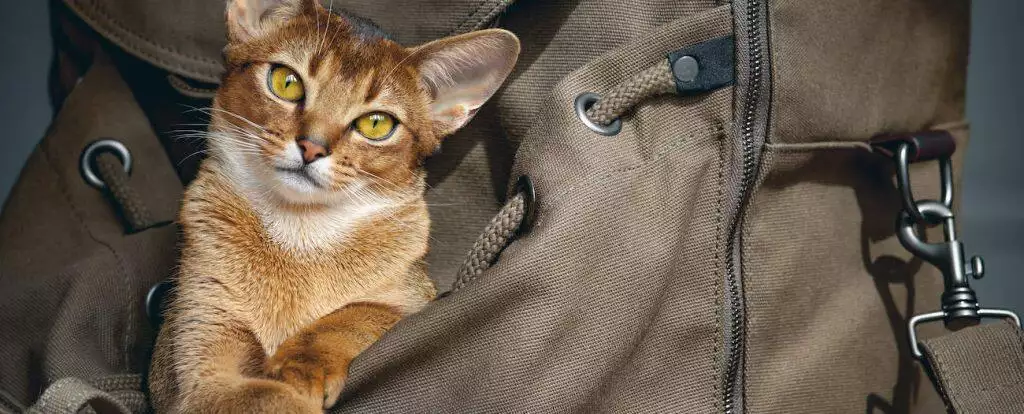 how to get a cat used to backpack carrier