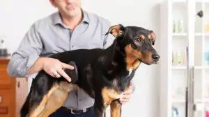 How To Groom A Dog At Home