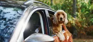 How To Have A Dog In The Car