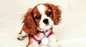 How To Prevent Dog Theft