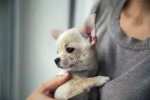 habituating a puppy in lockdown