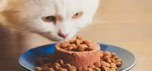 Insect Pet Food Guide Introduction