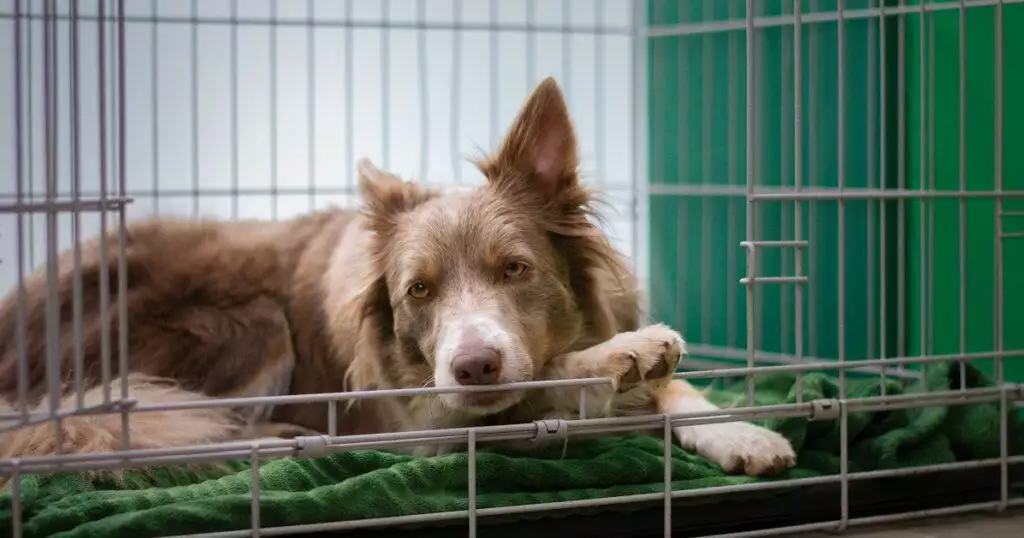 Kennel cough guide