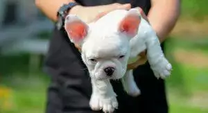 Naming Your Puppy
