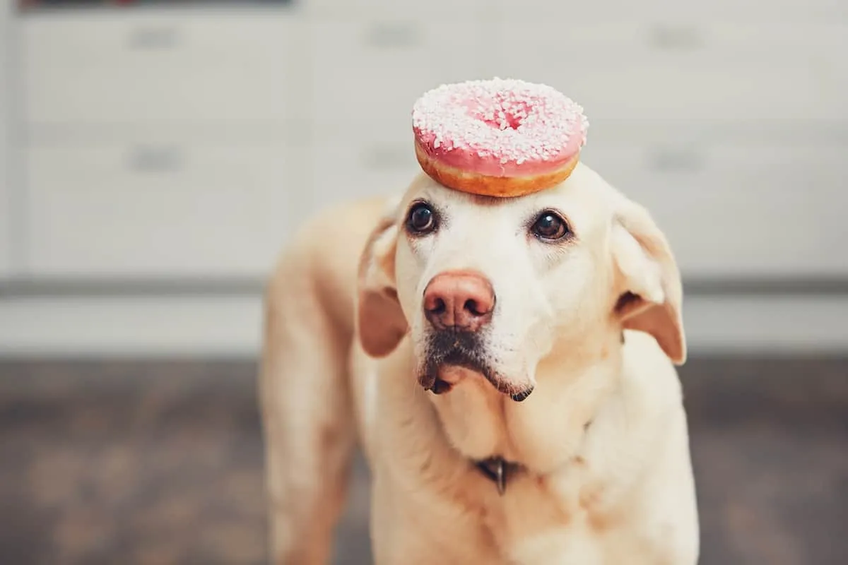 Happy dog - Petz UK