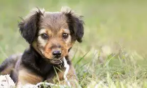when do puppies start teething