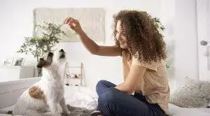 Puppy Training