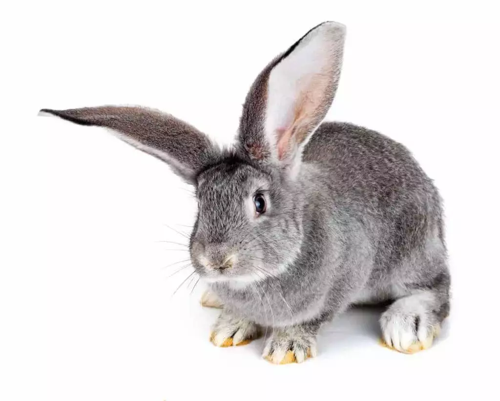 rabbit care sheet