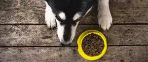Raw Dog Food Diet Guide