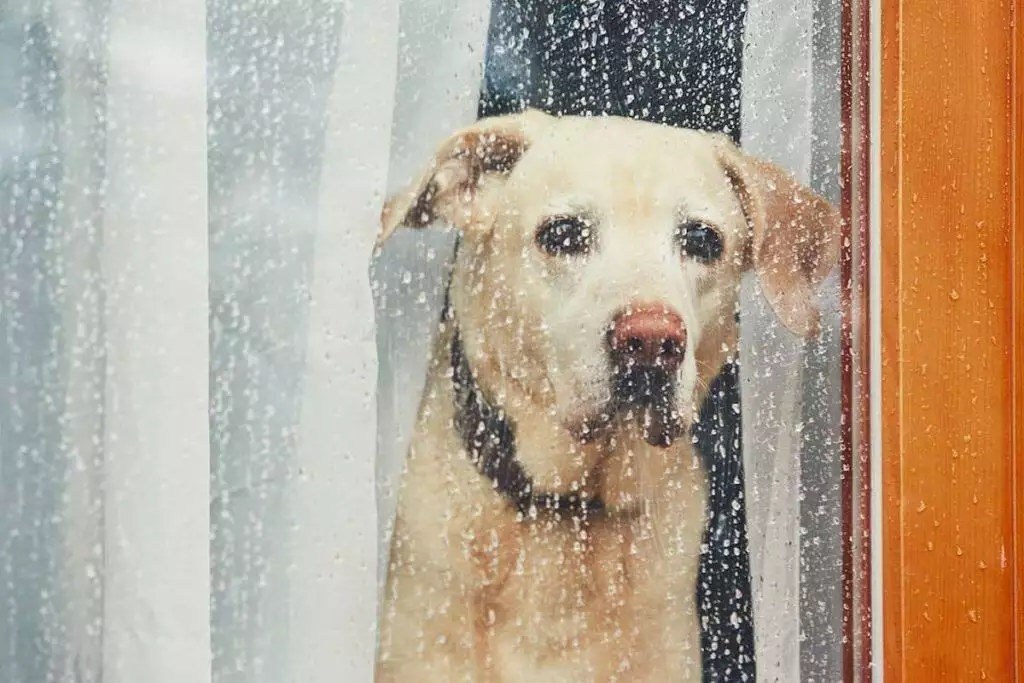 Coping with loss of a pet