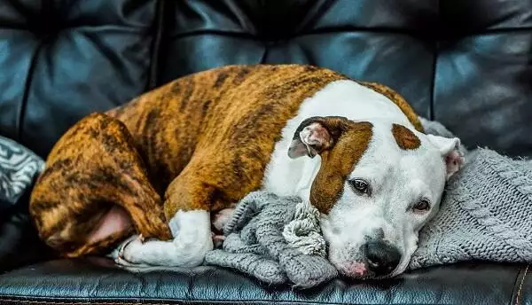 Stop a dog barking